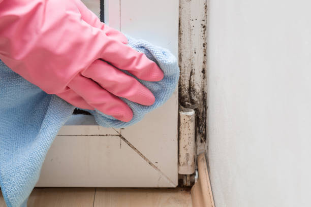 Best Attic Mold Remediation in Weston, OH